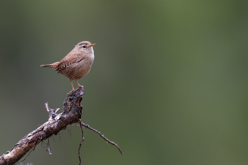 Troglodytes troglodytes | Eurasian Wren | gärdsmyg