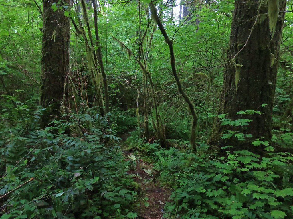 Trail down to the Little Luckiamute River