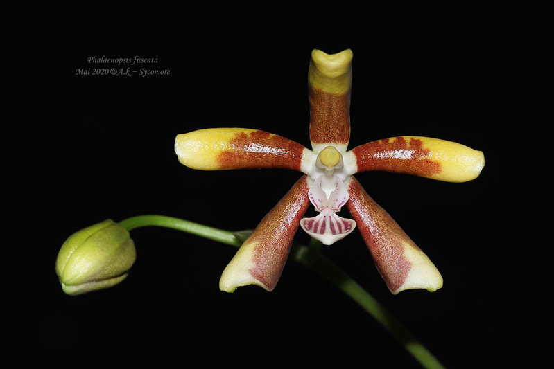 Phalaenopsis fuscata 49902784291_1ac4379c8f_c