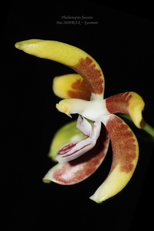 Phalaenopsis fuscata 49902796721_19d54ac433_c
