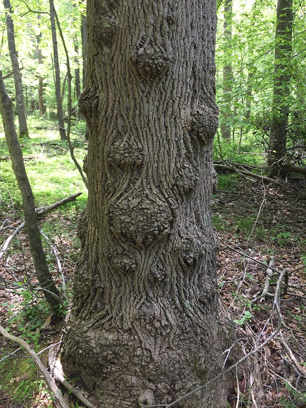 Hollow Log,  Hoyle Mill Conservation Park, MD