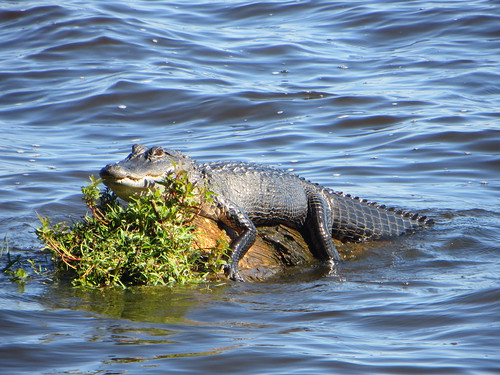 ©lancetaylor posrus florida statepark leoncounty alligator americanalligator