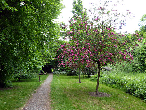Pathway to Woodhenge