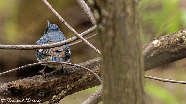 Paruline bleue - Setophaga caerulescens - Black-throated Blue Warbler