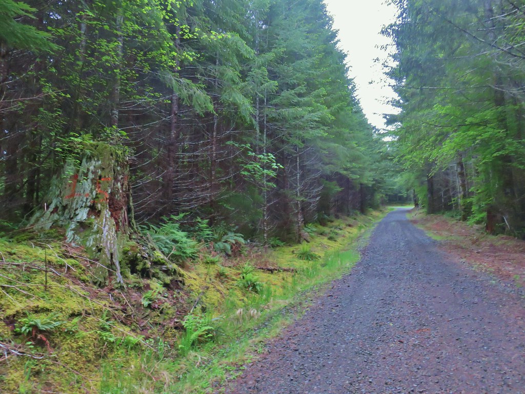 Mile marker along the logging road