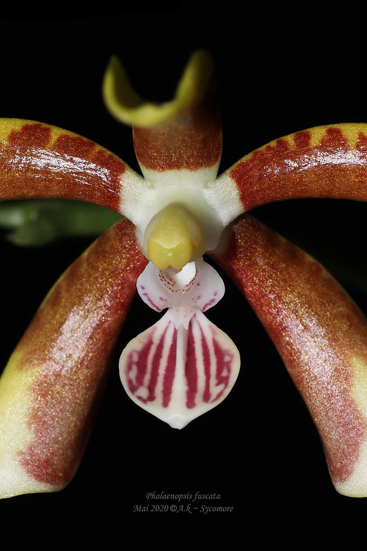Phalaenopsis fuscata 49903098622_621820543a_c