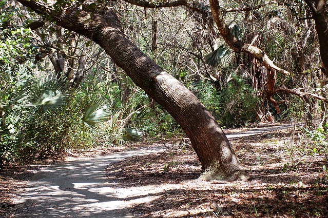 Oak- Southern Live Oak, Florida, Palm Beach County, Frenchman's Forest  Natural Area