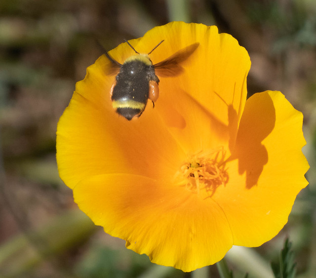 Bee_with_nectar_sacks_and_California_Poppy