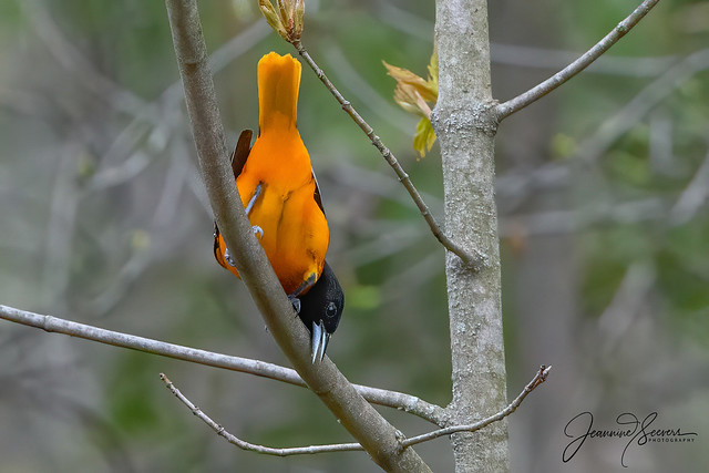 Me: oh, I like this shot! Oriole: Your not going to post this, are you? Vermont