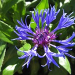 Violet blue Cornflower...