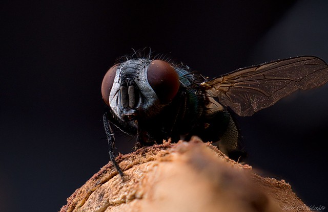 Gemeine Stubenfliege / housefly (Musca domestica)