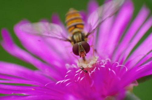 bee abeille fleur macro macrodreams fourmi k50 pentax