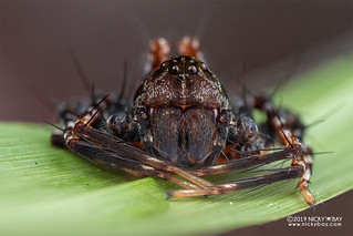 Lynx spider (Hamadruas sp.) - DSC_6444