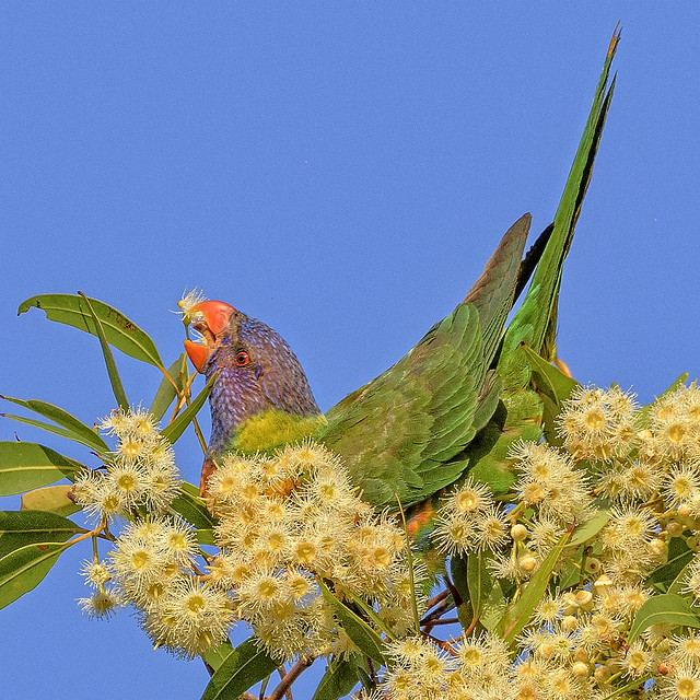 the nectar hunters - rainbow lorikeet