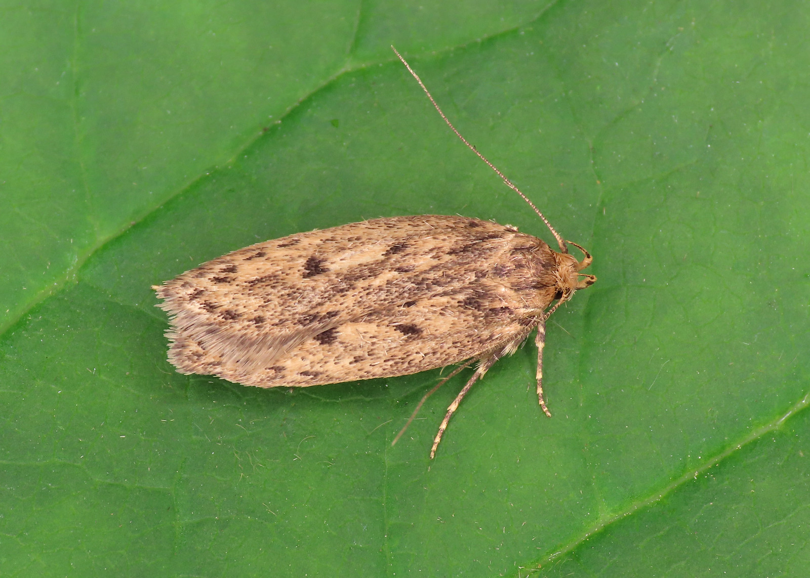 28.010 Brown House-moth - Hofmannophila pseudospretella