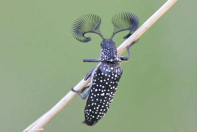 Feather Horned Beetle - Rhipicera sp