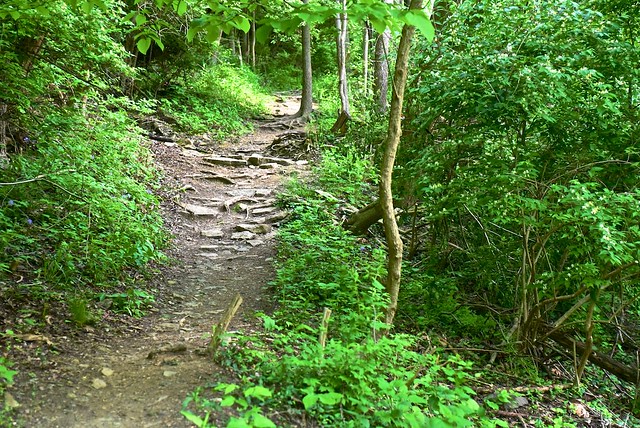 Mountain Bike Trails at Tower Park