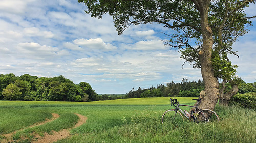 weston longville norfolk countryside grass trees landscape specialized tarmac cycle bike