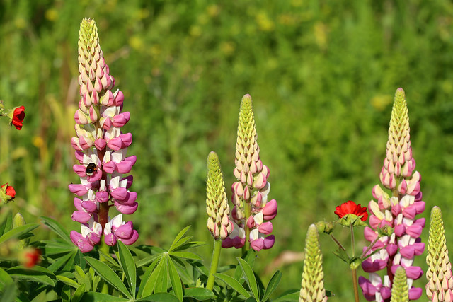 B is for Lupin