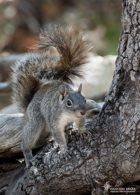 (EXPLORED) Gray Tree Squirrel ©Dancing Snake Nature Photography