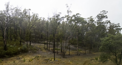 тасмания tasmania пейзаж landscape лес forest dmilokt