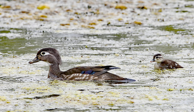 Wood Duck and Young