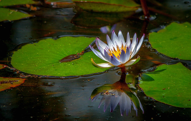 Lilypads and Flower