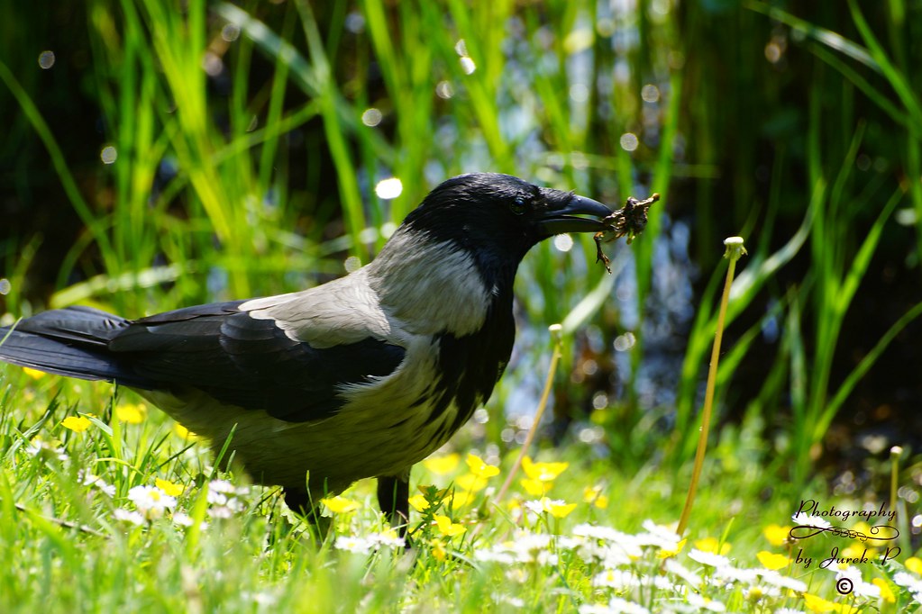 Hooded crow