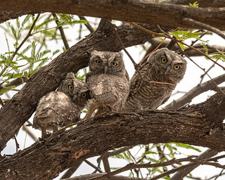 Three Little Owlets | by dan.weisz