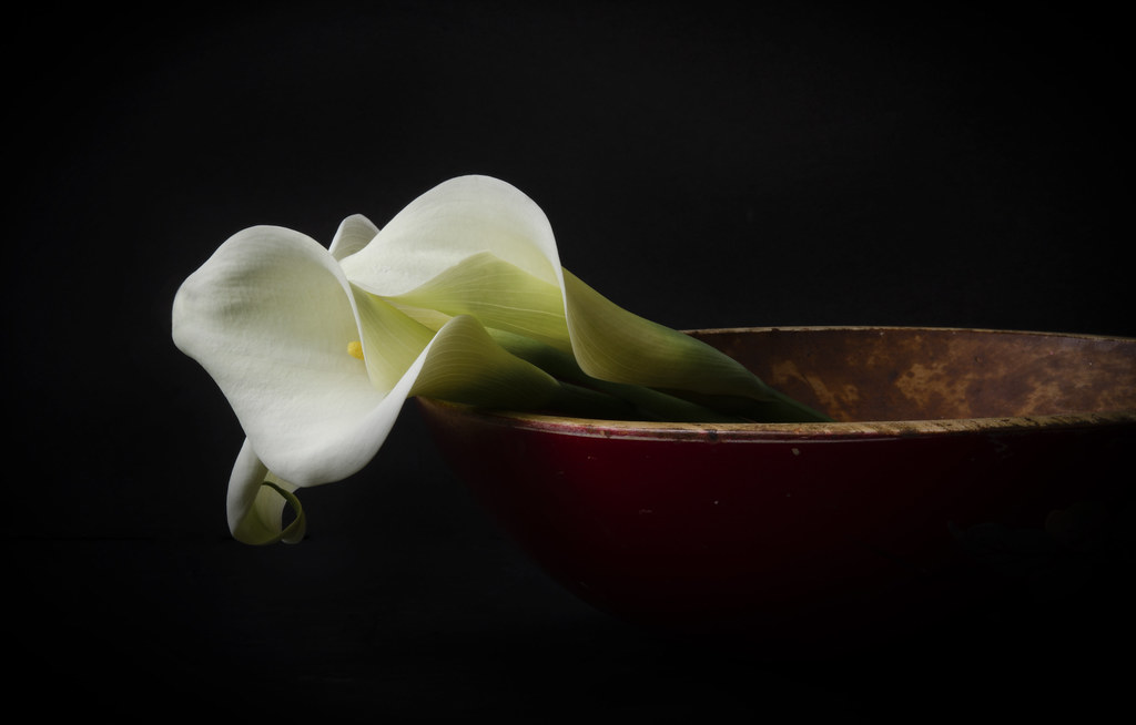 Calla Lilies in Red Bowl
