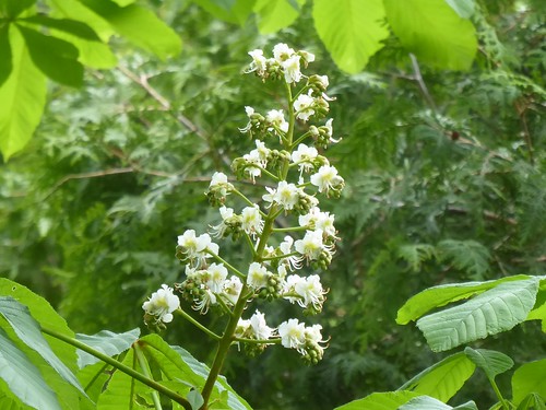 Horse chestnut (aka buckeye) in bloom