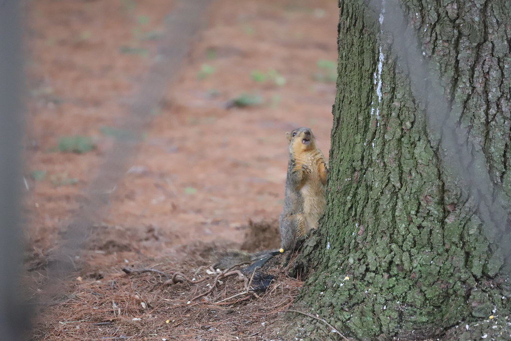 Backyard Red & Fox Squirrels (Ypsilanti, Michigan) - May 16th & 17th, 2020
