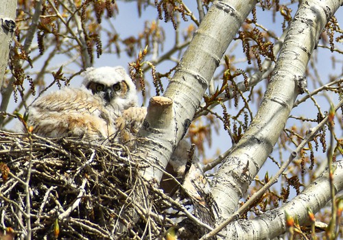 2020 nest bird owl greathornedowl owlet