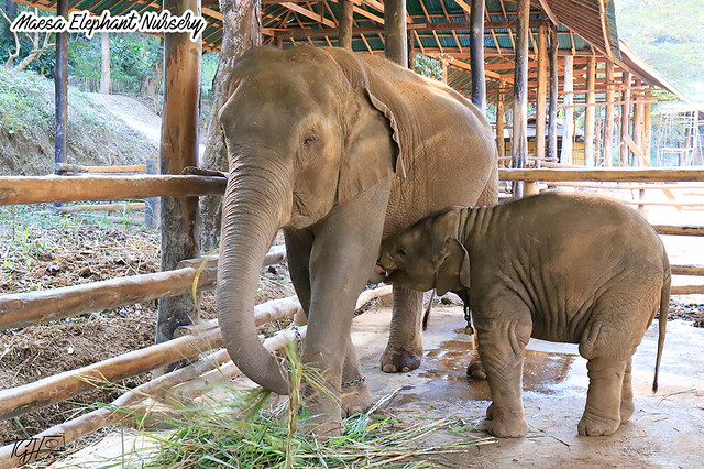 Maesa Elephant Nursery Baby n Mum