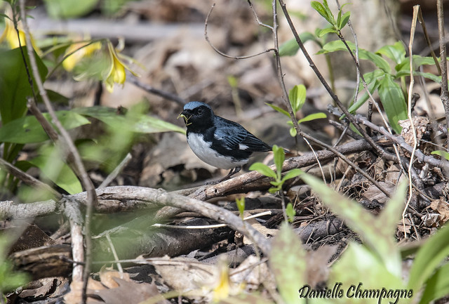 DBC_5093 paruline bleue / Black Throated blue Warbler