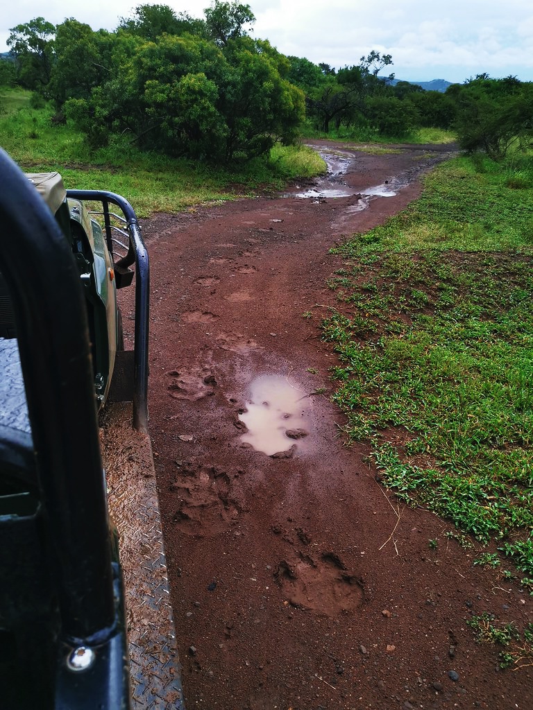 Giant hippopotamus' footprints on wet ground in Phinda
