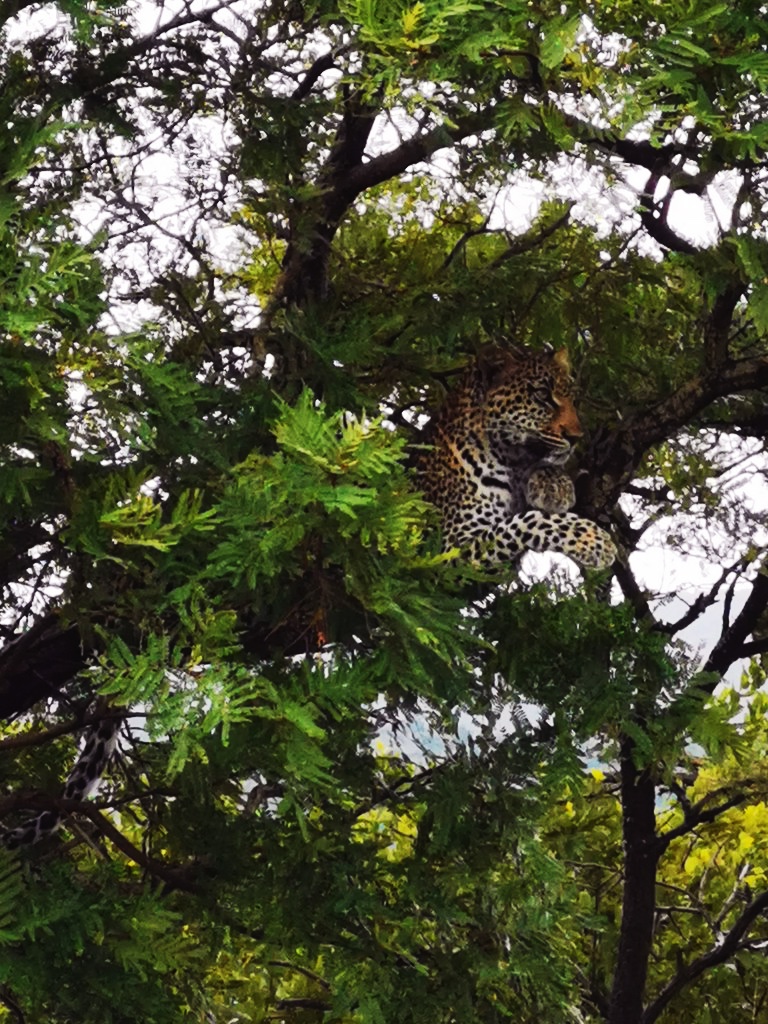 Fierce-looking leopard up in the tree in Phinda