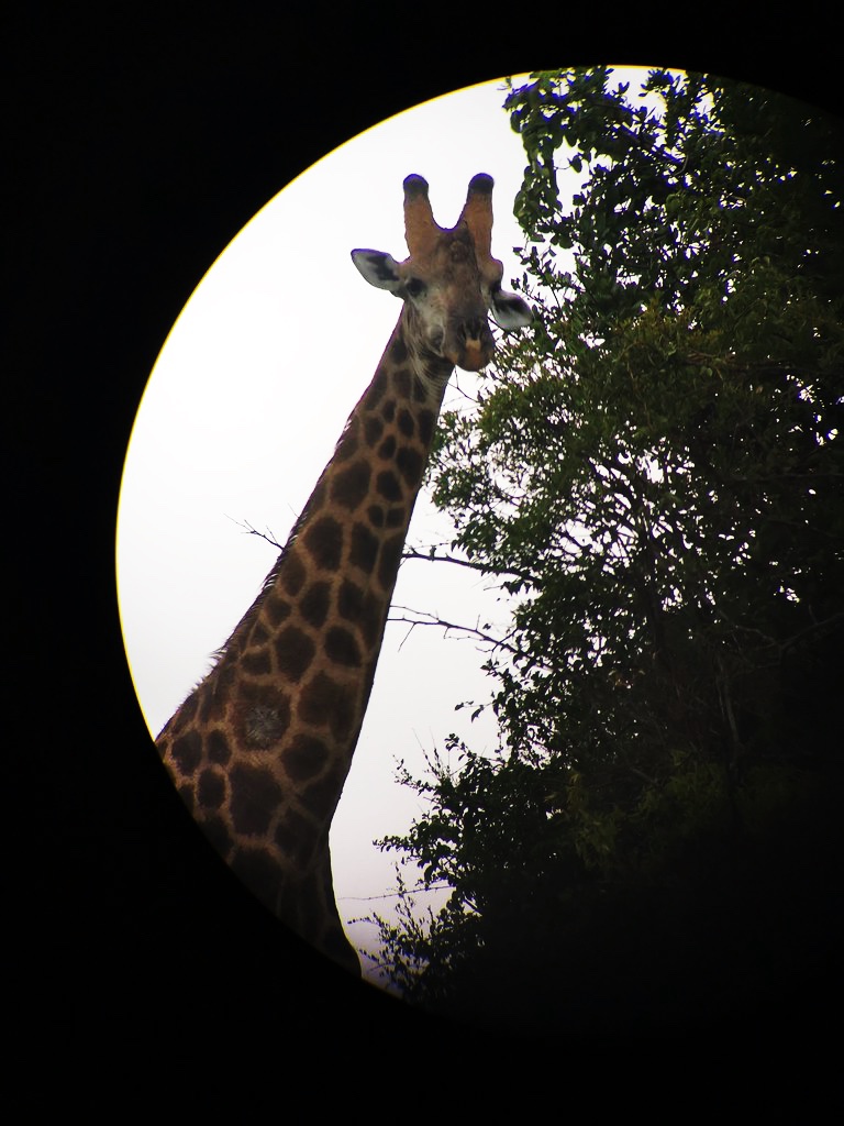 Giraffe looking back in Phinda