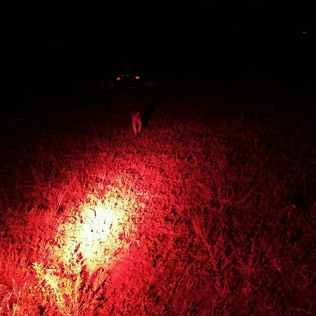 Cheetah spotted at night in Phinda