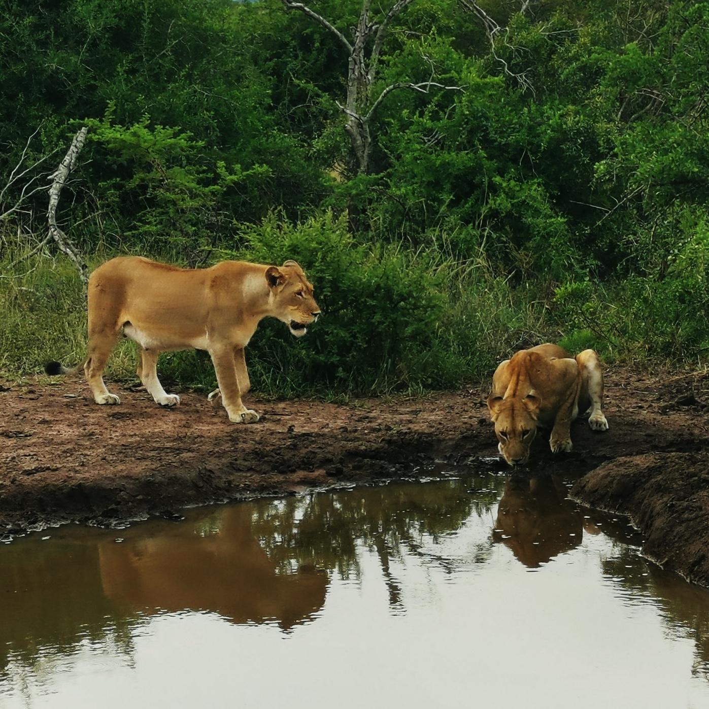 Lionesses drinking from pond in Phinda