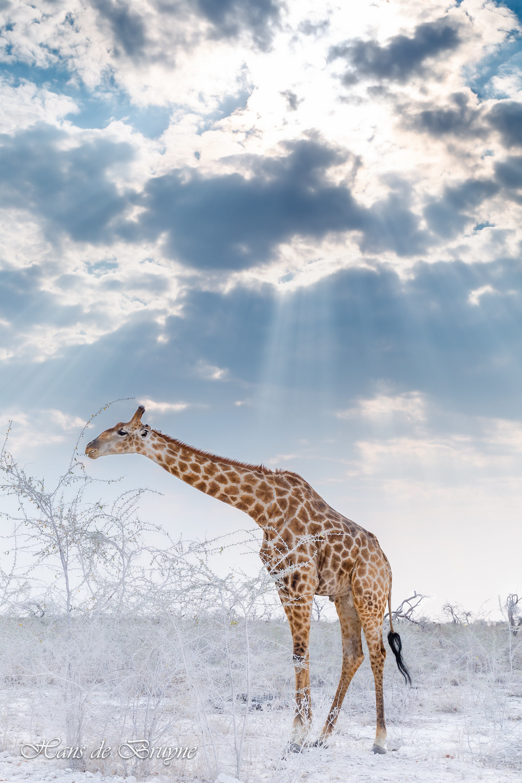 Giraffe in dust