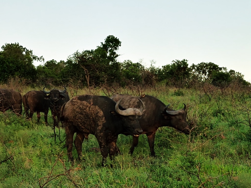 Herd of Cape buffalos in Phinda