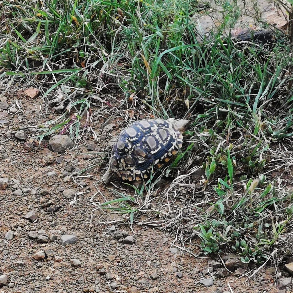 Tortoise moving to higher ground in Phinda