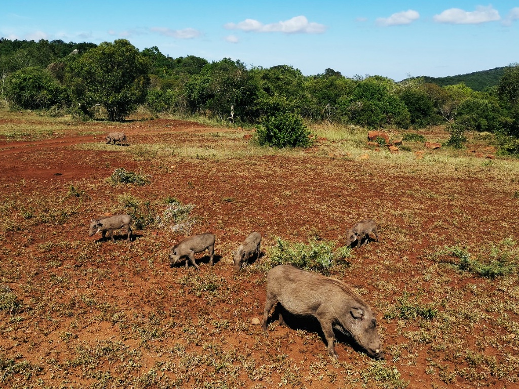 Family of warthogs in Phinda