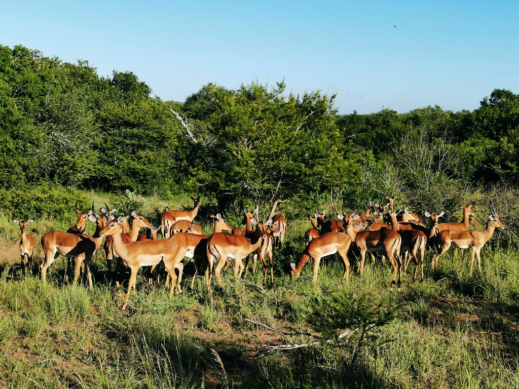 Herd of impalas in Phinda
