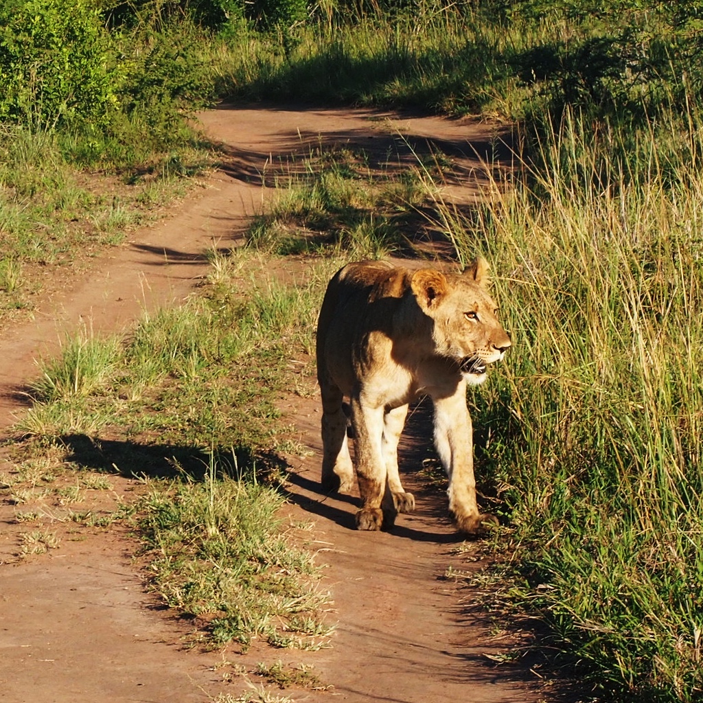 Solo lionesses which got separated from the rest of the pride, looking to rejoin them in Phinda