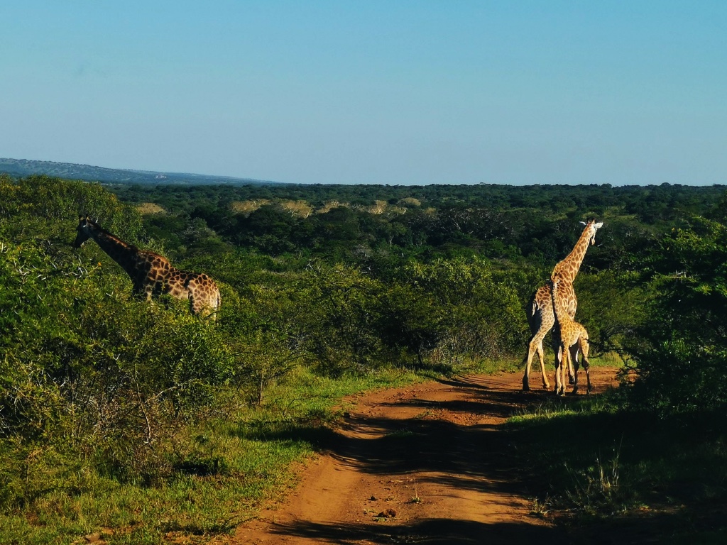 Family of giraffes in the middle of the track in Phinda
