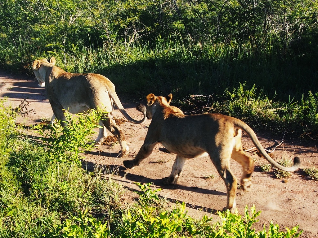 Two lionesses walking on track in Phinda