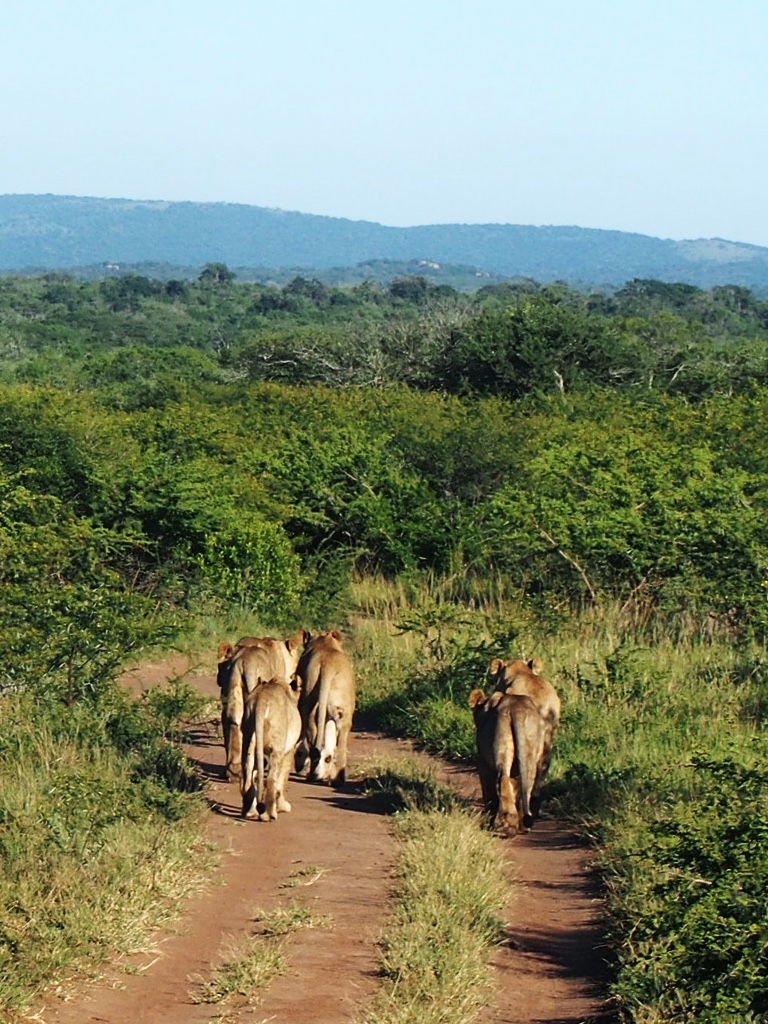 Back view of pride of lions walking down the track in Phinda
