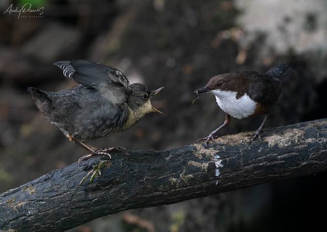 Dipper feeding fledgling